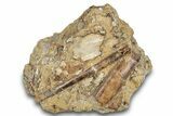 Dinosaur Tendon and Bone in Sandstone - Wyoming #265697-1